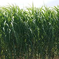 Blumixx Stauden Miscanthus giganteus Aksel Olsen – Arcilla china gigante- en maceta de 11 unidades